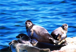 lago baikal siberia